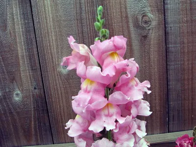 Antirrhinum (oroszlánszáj) leírása tenyésztés és nevelésére - Flower Encyclopedia