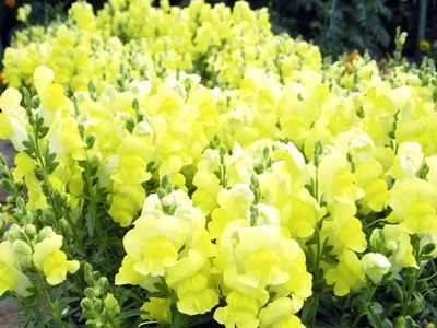 Antirrhinum (кученце) описание на размножаване и отглеждане - цветя Енциклопедия