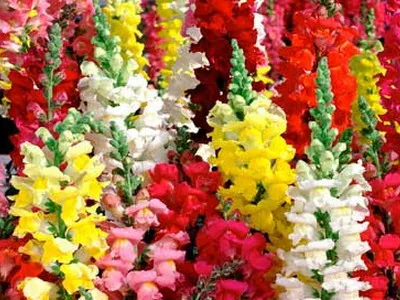 Antirrhinum (кученце) описание на размножаване и отглеждане - цветя Енциклопедия