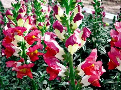 Antirrhinum (oroszlánszáj) leírása tenyésztés és nevelésére - Flower Encyclopedia