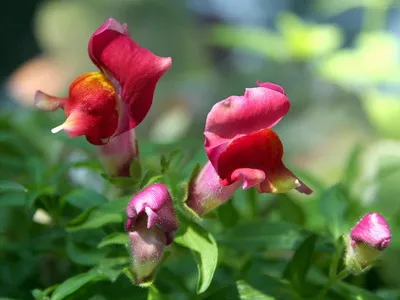 Antirrhinum (кученце) описание на размножаване и отглеждане - цветя Енциклопедия