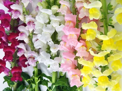 Antirrhinum (кученце) описание на размножаване и отглеждане - цветя Енциклопедия