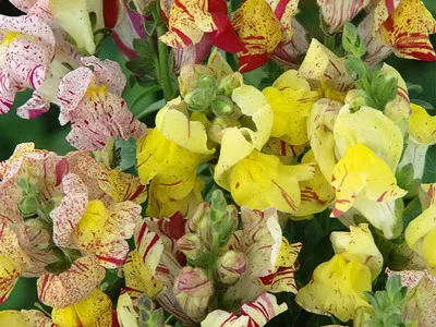 Antirrhinum (кученце) описание на размножаване и отглеждане - цветя Енциклопедия