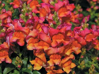 Antirrhinum (кученце) описание на размножаване и отглеждане - цветя Енциклопедия