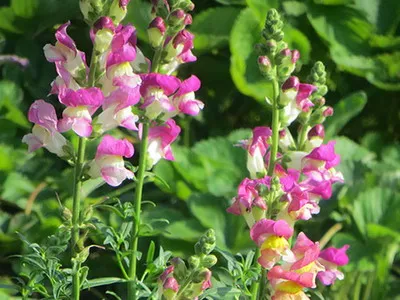 Antirrhinum (кученце) описание на размножаване и отглеждане - цветя Енциклопедия