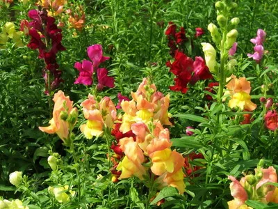 Antirrhinum (кученце) описание на размножаване и отглеждане - цветя Енциклопедия