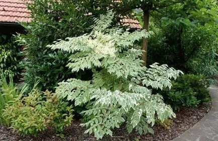 Aralia - cultivare, propagare, de plantare și îngrijire