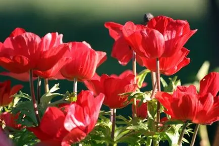 Anemone plantare crenelat și de îngrijire, specii, fotografii