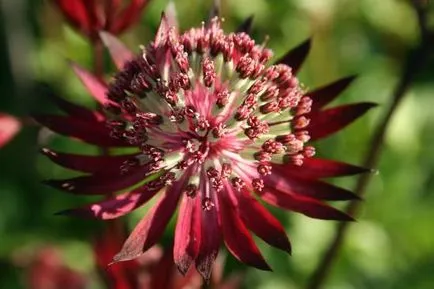 Astrantia основен как да отглеждат звезда в градината без да се налага