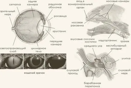 Anatomia și fiziologia simțurilor pisicii, pepinieră roșu Maine Coon - leul de aur