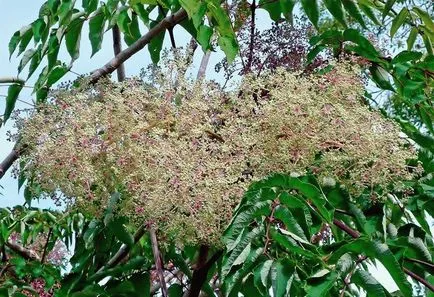 Aralia - cultivare, propagare, de plantare și îngrijire