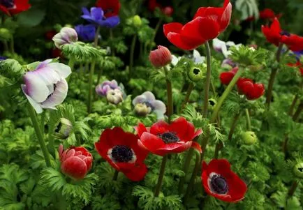 Anemone plantare crenelat și îngrijire