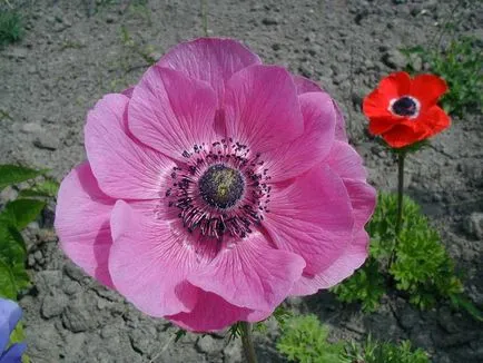 Anemone plantare crenelat și de îngrijire, fotografie