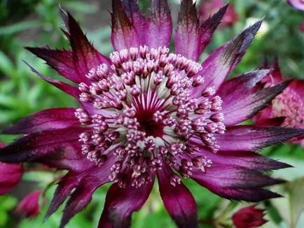 Astrantia основен как да отглеждат звезда в градината без да се налага