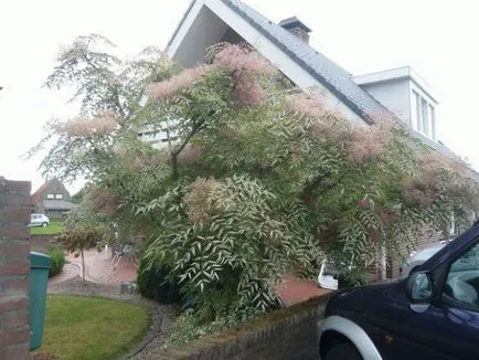 Aralia - termesztés, szaporítás, ültetési és gondozási