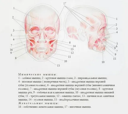 лицева анатомия (мускулите на главата) - защо е необходимо да се художници