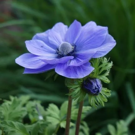 Anemone plantare crenelat și îngrijire