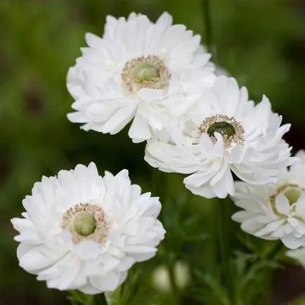 Anemone plantare crenelat și îngrijire