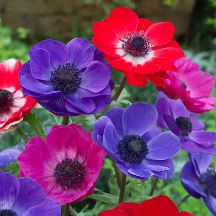 Anemone plantare crenelat și îngrijire