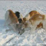 Прякори хрътки - Лов и риболов в България и чужбина