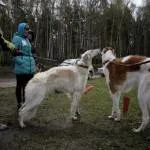 Прякори хрътки - Лов и риболов в България и чужбина