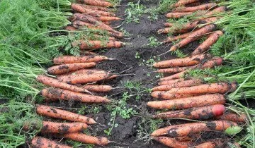 Când dezgroparea morcovi, de aceea este bine întreținută