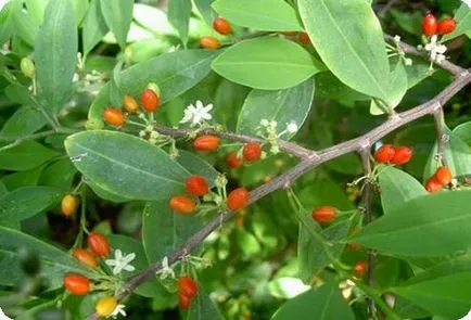 Coca - beneficiile si dauneaza