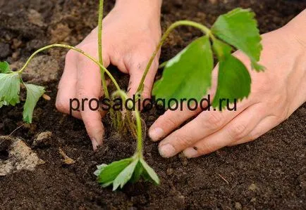 Căpșunile din semințe de selecție tot mai mare de soiuri și de plantare, clipuri video și fotografii