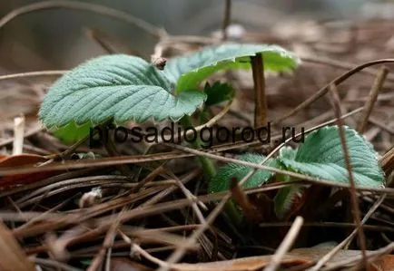 Căpșunile din semințe de selecție tot mai mare de soiuri și de plantare, clipuri video și fotografii