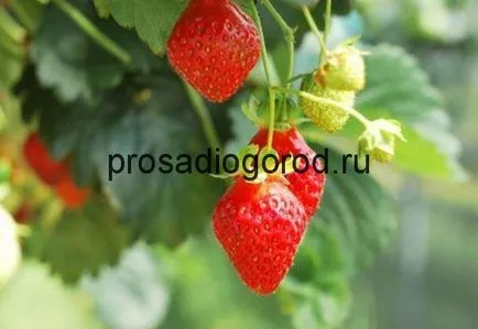 Căpșunile din semințe de selecție tot mai mare de soiuri și de plantare, clipuri video și fotografii