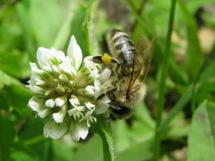 Plante de plantare alb trifoi repens și îngrijire