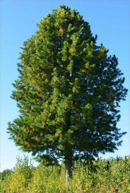 aterizare Cedar krupnomerov