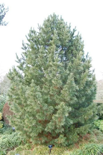 aterizare Cedar krupnomerov