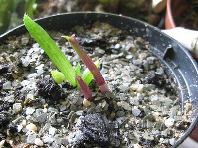 Beltéri virágok növény Tradescantia Tradescantia ellátás és tenyésztőteremben