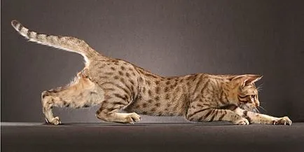 Ocicat Cat - малък леопард в къщата