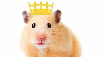 Royal Hamster - ceea ce este aceasta rasa