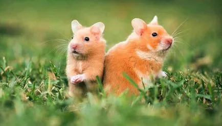 Royal Hamster - ceea ce este aceasta rasa