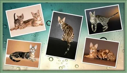 Pisici descriere Sokoke, caracter, îngrijirea, animale de companie
