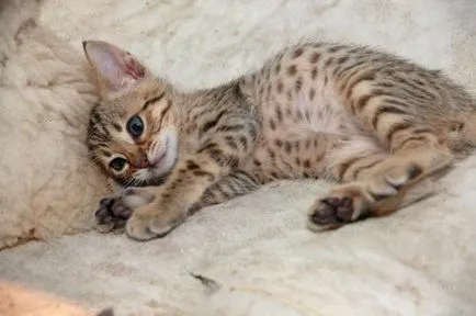 Ocicat Cat - малък леопард в къщата