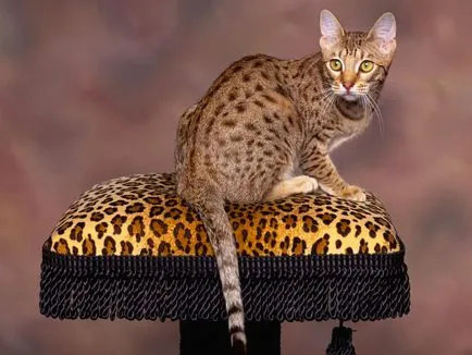 Ocicat Cat - un leopard mic in casa