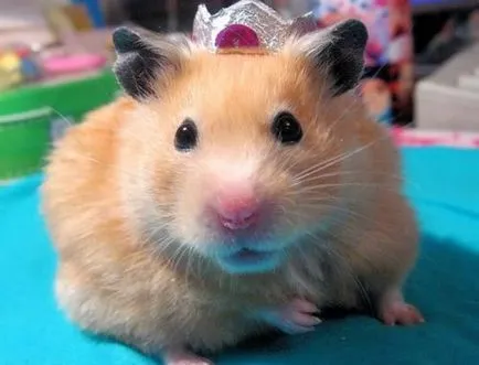 Royal Hamster (fotó)