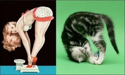 A macskák és a pin-up lányok, tömítések és nyashki