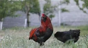 Araucana csirkék Fajtajegyei, a tartalom az állatokat, különösen a párzási és táplálkozási