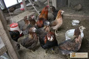 Araucana csirkék Fajtajegyei, a tartalom az állatokat, különösen a párzási és táplálkozási