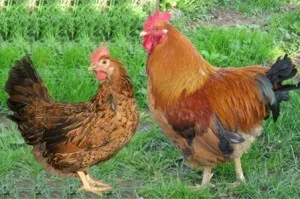 Găinile ouătoare, păsări de curte