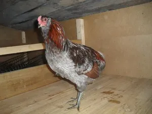 pui Araucana caracteristicile rasei, conținutul de animale, în special de reproducere și de nutriție