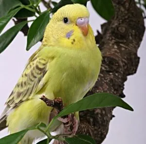 Вани за папагалчетата как да се къпят птица у дома