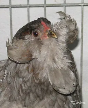 pui Araucana caracteristicile rasei, conținutul de animale, în special de reproducere și de nutriție