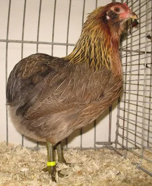 pui Araucana caracteristicile rasei, conținutul de animale, în special de reproducere și de nutriție