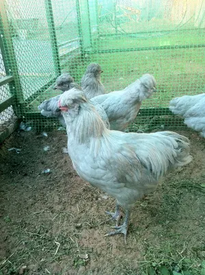 pui Araucana caracteristicile rasei, conținutul de animale, în special de reproducere și de nutriție